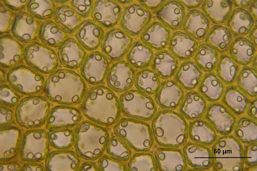 bazzania tricrenata, microscopic, cells-903625.jpg